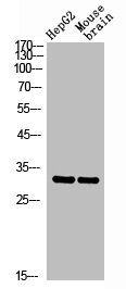 CEACAM3 antibody