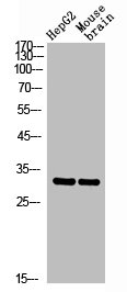 CEACAM3/CEACAM6 Antibody