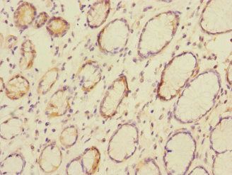 CEACAM4 antibody