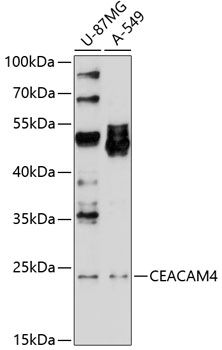 CEACAM4 antibody