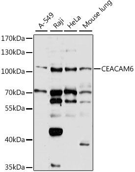 CEACAM6 antibody