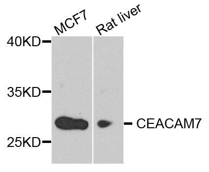 CEACAM7 antibody