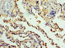 CEACAM8 Antibody