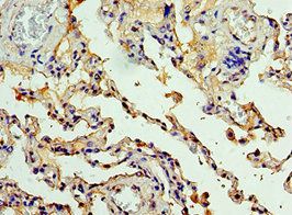 CEACAM8 antibody