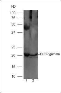 CEBP gamma Rabbit Polyclonal Antibody