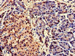 CEBPA Antibody