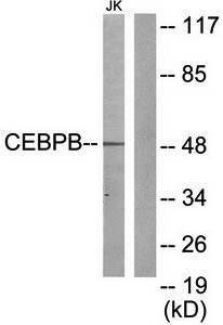 CEBPB antibody