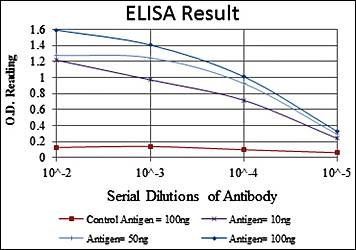 CEBPB Antibody
