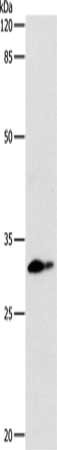 CEBPD antibody