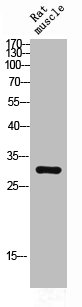 CEBPD antibody