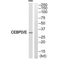 CEBPD antibody