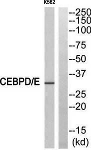 CEBPD/E antibody