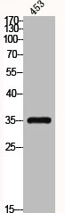 CEBPE Antibody
