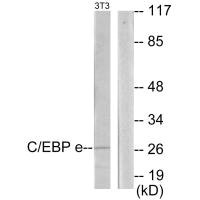 CEBPE antibody