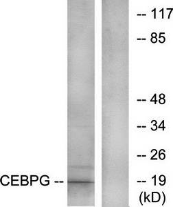 CEBPG antibody