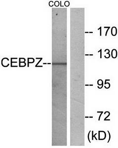 CEBPZ antibody