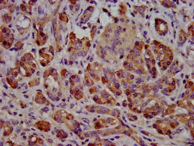 CEL Antibody