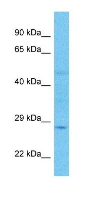 CEL2A antibody