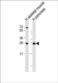 CELA2B antibody