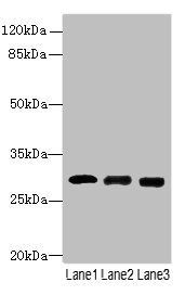 CELA3A antibody