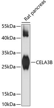 CELA3B antibody