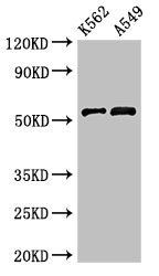 CELF2 antibody