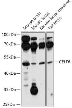 CELF6 antibody
