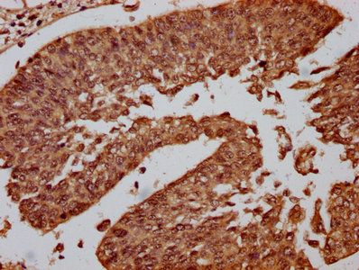 CENPA (Ab-7) Antibody