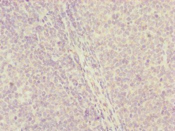 CENPH Antibody