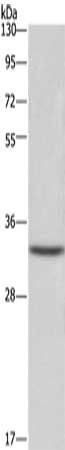 CENPH Antibody