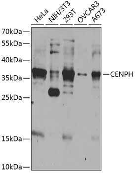 CENPH antibody