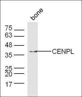 CENPL antibody