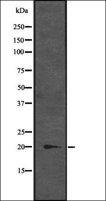 CENPM antibody