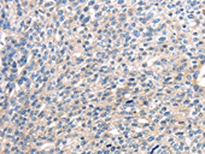 CENPM Antibody
