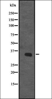 CENPO antibody
