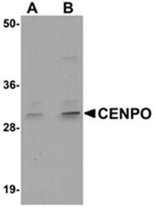 CENPO Antibody