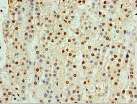 CENPQ Antibody