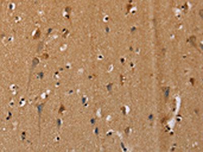 CENPU Antibody