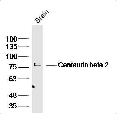 Centaurin beta 2 antibody