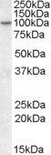 AGAP2 antibody