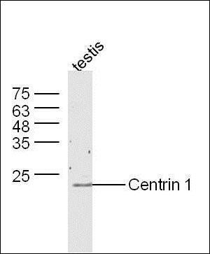 Centrin 1 antibody