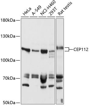 CEP112 antibody