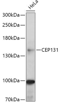CEP131 antibody