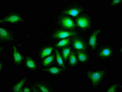 CEP135 Antibody
