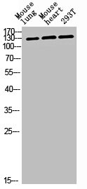 CEP135 antibody