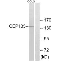 CEP135 antibody