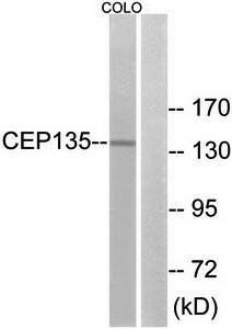 CEP135 antibody