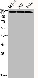 CEP170 Antibody