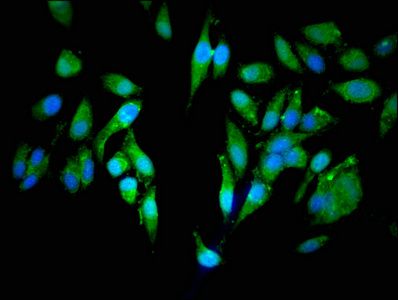 CEP250 Antibody