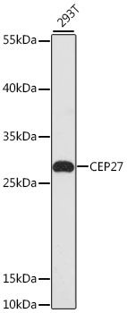 CEP27 antibody